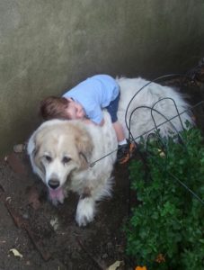 Dog and Boy playing Under the Old Tree