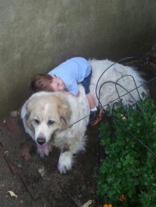 Dog and Boy playing Under the Old Tree