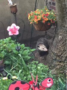 Possum visits the Old Tree