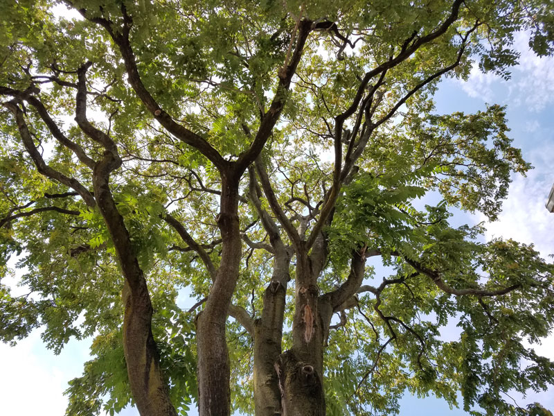 easy to love tree