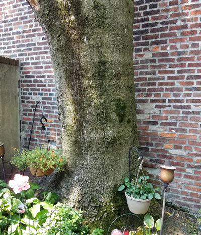 tree trunk in small space kissing the neighbors garage