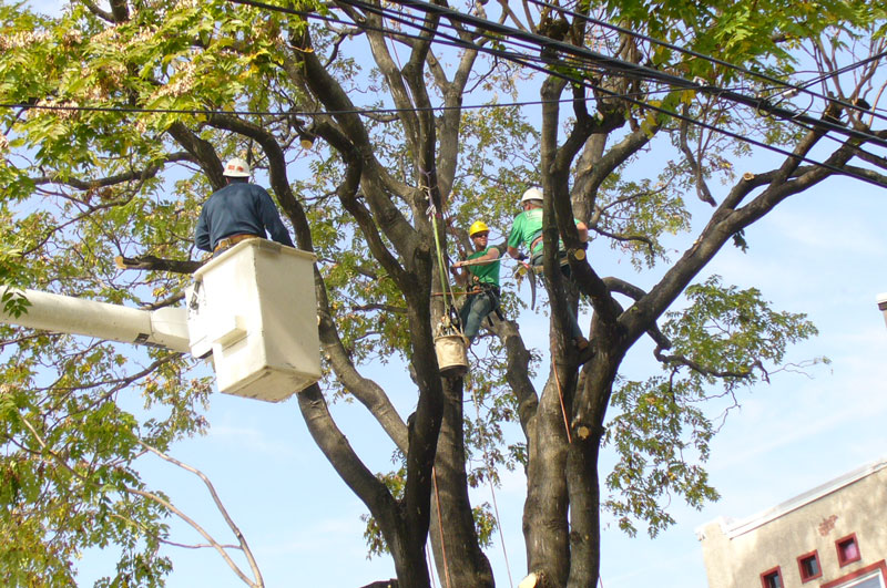 bucket and tree climbers