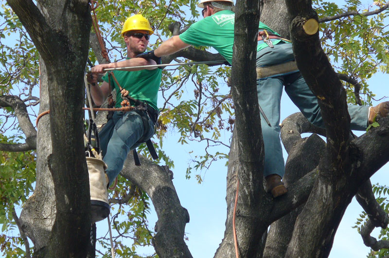 tree cable install 2010