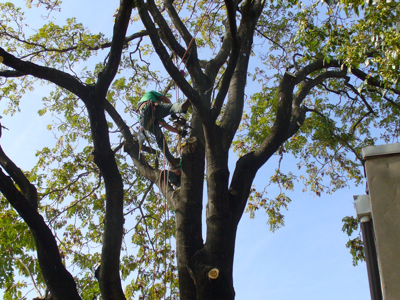 tree climber