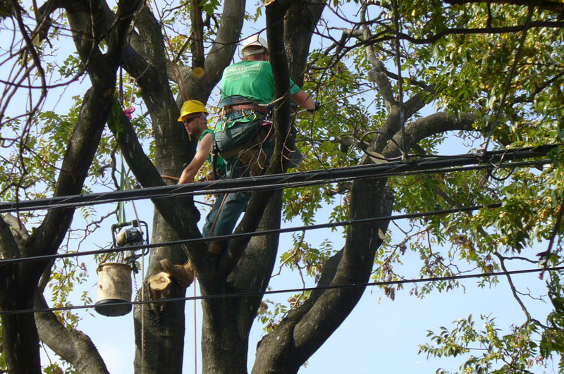 tree climbers getting ready for tree cable - tree safety is important