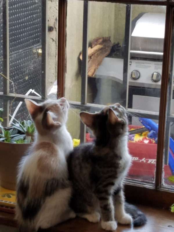 Bubbles and Heart Watching Birds