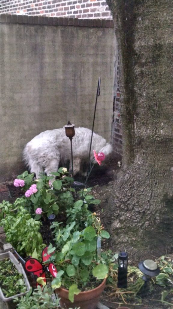 Finding the best spot to lay next to the tree