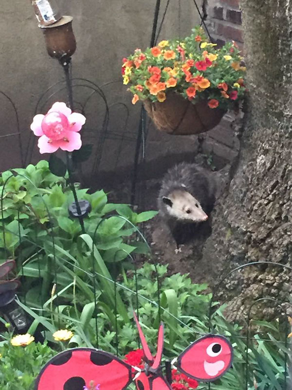 Friendly Neighborhood Possum Visits the Big Old Tree