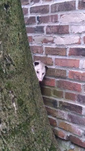 possum peek a boo