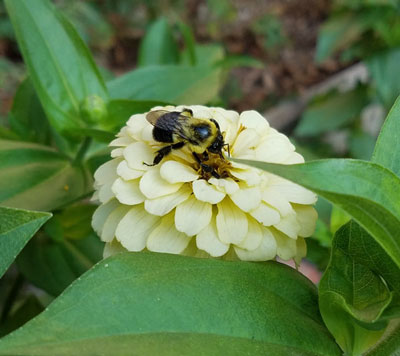 Close up of the bumble bee