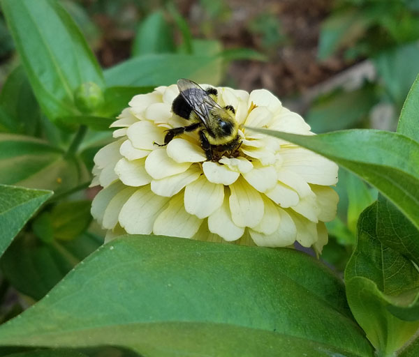 bumble bee all in pollinating