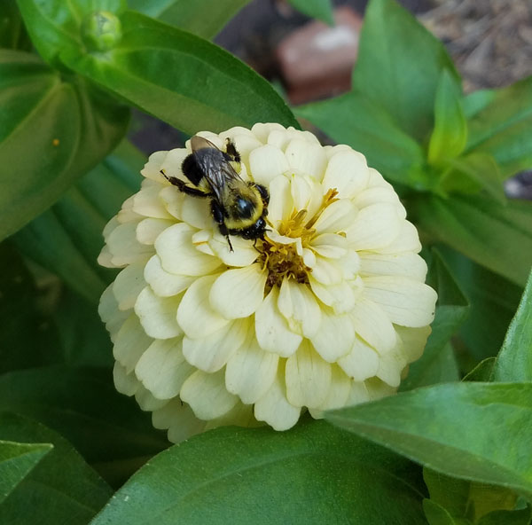 bumble bee checking it out