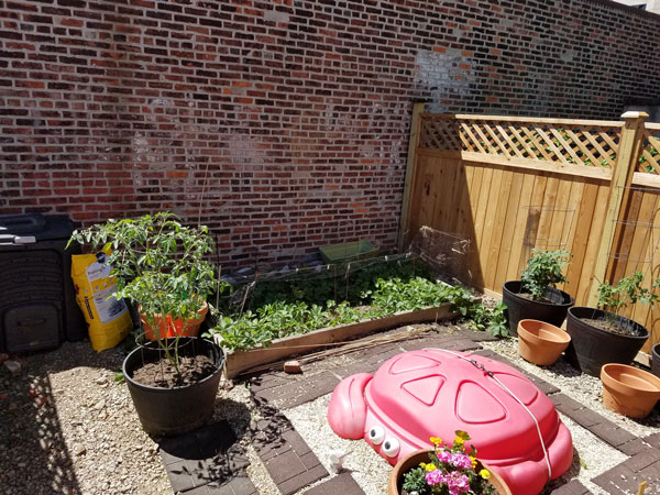 garden and strawberries