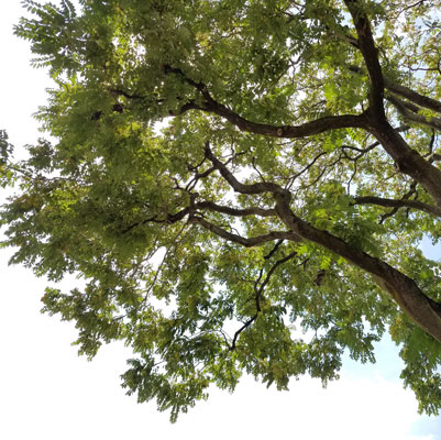 Tree of heaven – AILANTHUS – the Junk Yard Dog of Trees