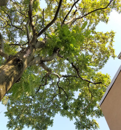 Dizzy Video of the Big Old Tree from the Ground