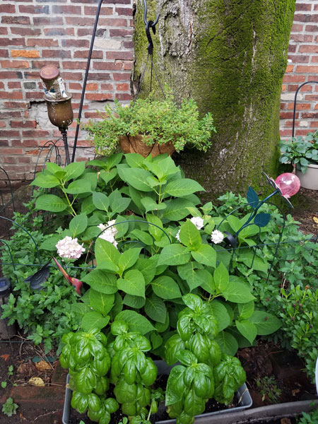 The Tree of Heaven Nature’s Gardening Clock