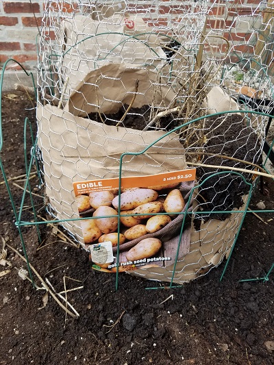 gold rush potatoes marking to remember which is which