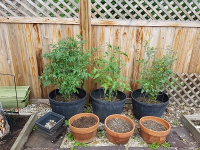 potted tomato plants