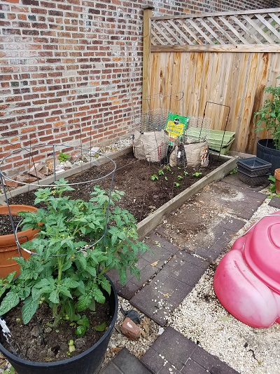 raised bed with new potato towers