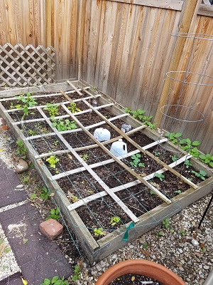square foot garden may 2017