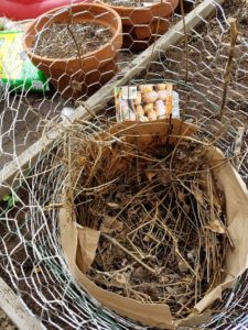 Potato tower twigs added to bag liner
